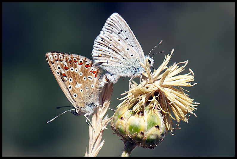 Polyommatus coridon  femm.?